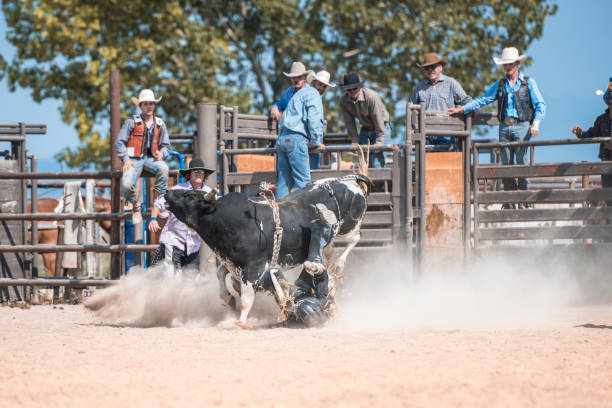 istock Hoping not to get hurt by bull 846653550