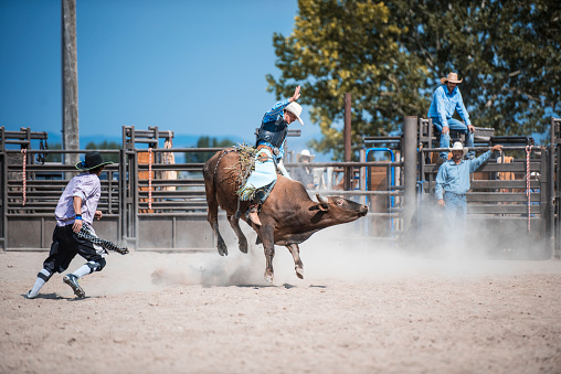 Cowboy is riding bull in rodeo arena and competing in rodeo.