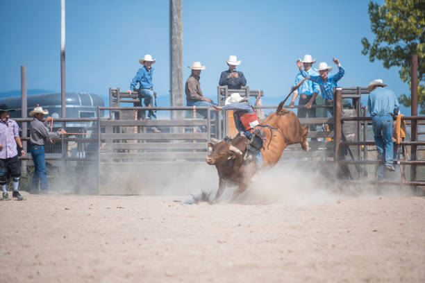 Fighting against the bull in rodeo arena