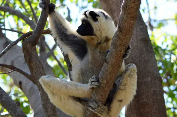 Madagascar lemurs: Coquerel Sifaka or Coquerel Propithèque of white color; family Indridae.