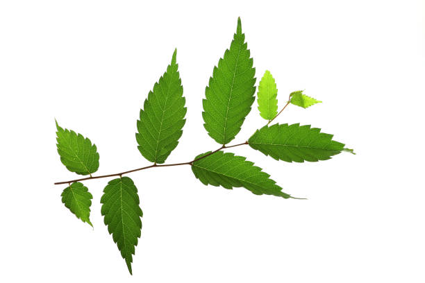 Japanese Zelkova (Zelkova serrata) stock photo