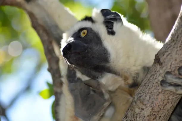 Lemurs of Madagascar: Portrait of a Sifaka of Coquerel or Propithèque of Coquerel of white color; family Indridae.