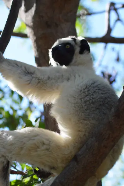Madagascar lemurs: Coquerel Sifaka or Coquerel Propithèque of white color; family Indridae.