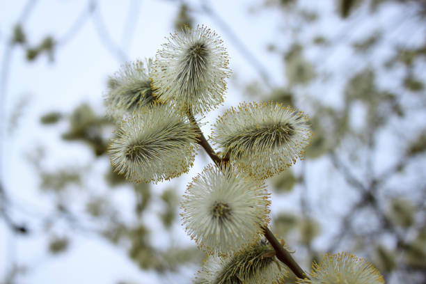 istock Beautiful willow branch with fluffy catkins. 846657778