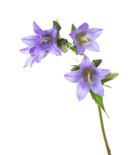 istock Bellflowers isolated on white background. 846658106