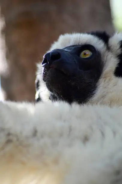 Lemurs of Madagascar: Portrait of a Sifaka of Coquerel or Propithèque of Coquerel of white color; family Indridae.