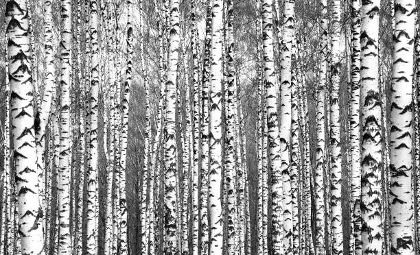 istock Spring trunks of birch trees black and white 846662124