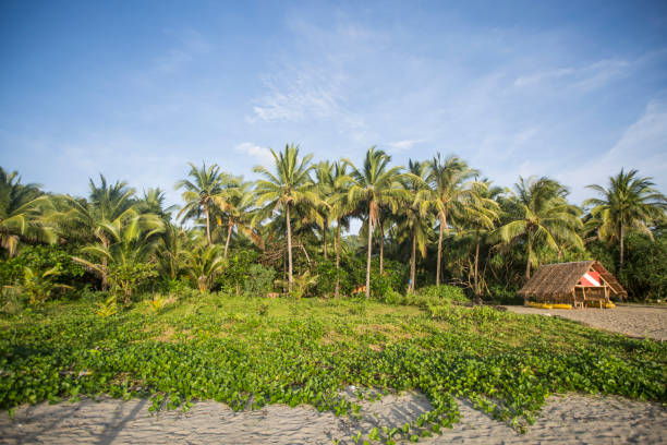 istock palms on the beach in philipines 846667860