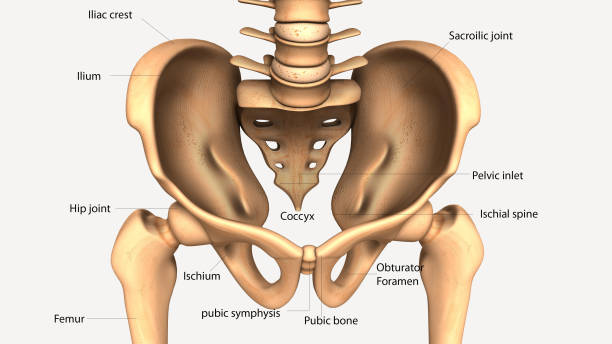 인체 엉덩이 뼈의 3d 그림 - hip femur ilium pelvis 뉴스 사진 이미지