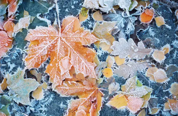 Photo of background of autumn leaves in the frost