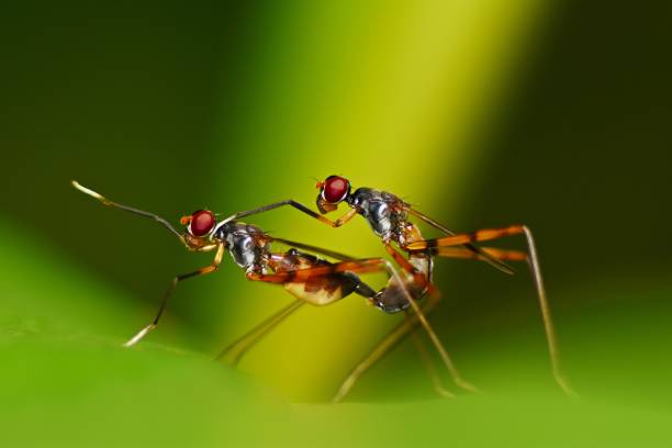 istock 2 insects breeding, green and black background 846668516