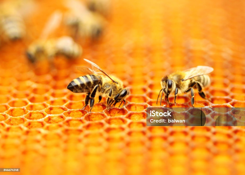 Honeybees  - Lizenzfrei Biene Stock-Foto