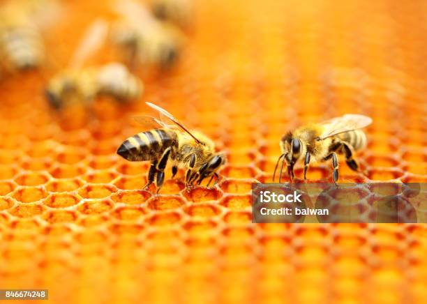 Honeybees Stockfoto und mehr Bilder von Biene - Biene, Bienenwabe, Bienenstock