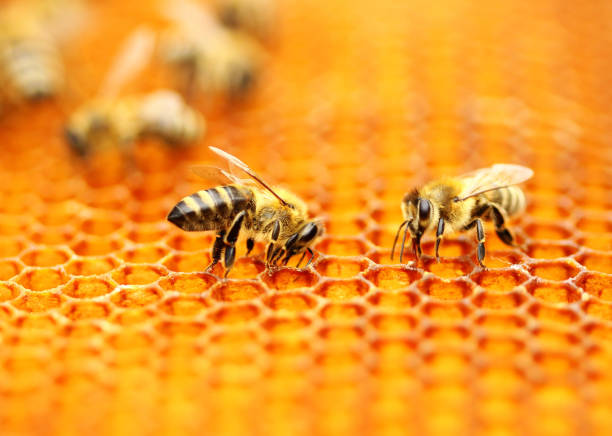 honeybees  - honeyed 뉴스 사진 이미지
