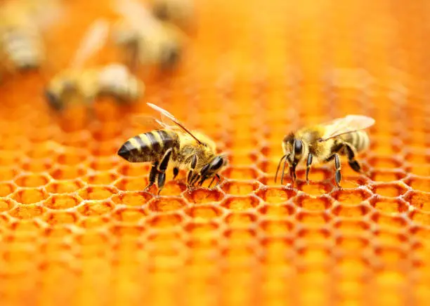 Honeybees in honeycomb