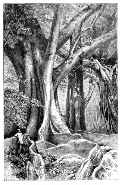 Banyan tree vintage drawing Black and White Stock Photos & Images - Alamy