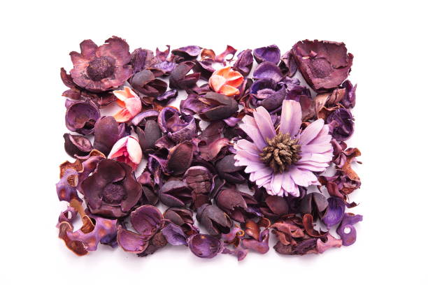istock Colorful dried flowers 846674492