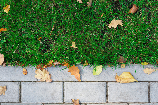 Grass texture with border, walkway outdoor. Top view of green lawn with autumn yellow leaves bordering with cement pavement in garden, copy space