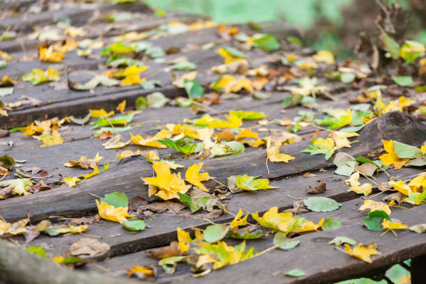 Fall leaves on wood, garden decoration. Closeup, selective focus