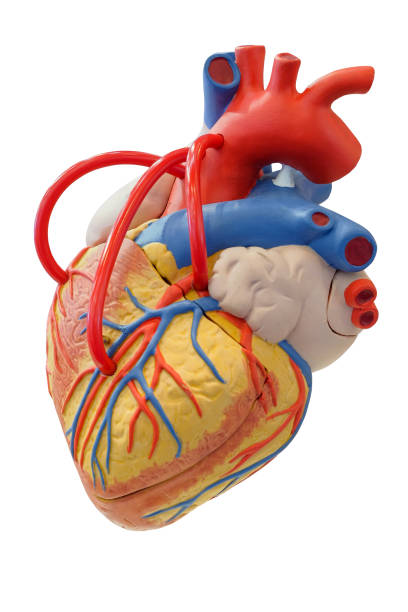 istock Anatomy model of the cardiovascular system 846678920