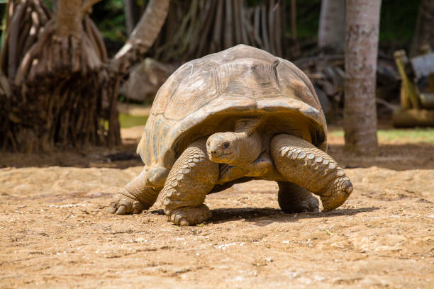 istock Giant turtles, dipsochelys gigantea in island Mauritius 846681246