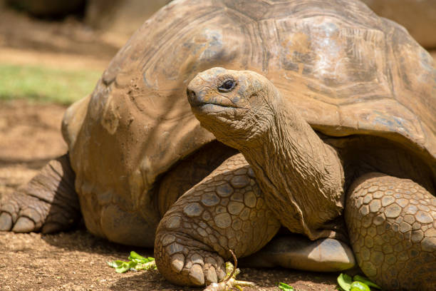 istock Giant turtles, dipsochelys gigantea in island Mauritius 846681248