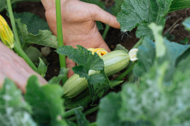 istock Close-up hands of male farmer checking growing young squash. 846685172