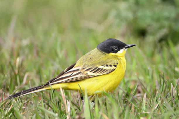 istock Close up portrait black headed wagtail on the grass 846685804