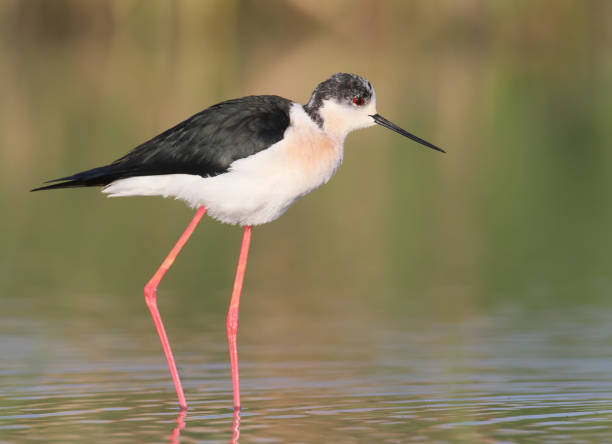 istock Black winged stint with water reflection in soft morning light 846685930