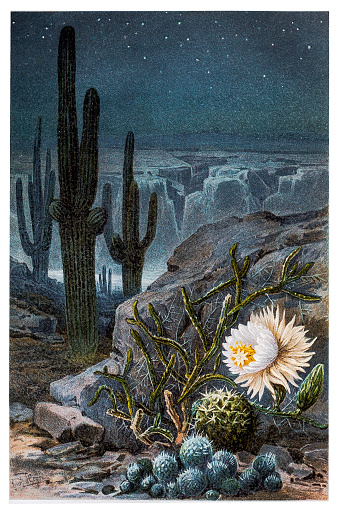 Illustration of a Queen of the Night Cacti (Cereus nycticalus)