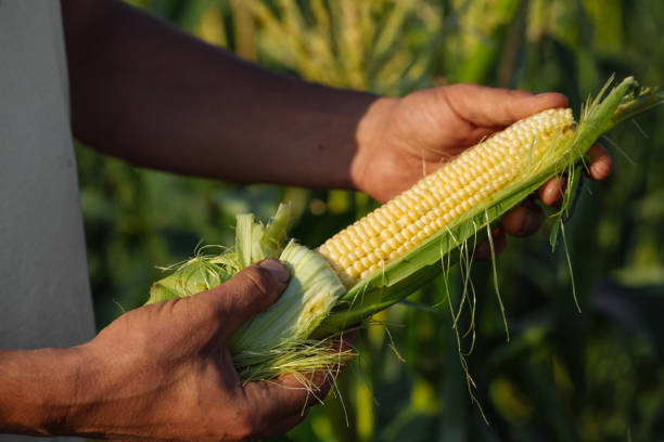 istock Farmer holding corn cob in hand in corn field 846688422