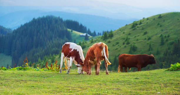 istock Bulls fight in the mountains 846692738