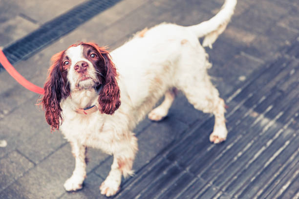 Walking along the streets of London, a cute dog looking up to the cameraman