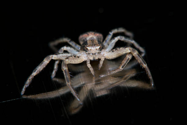 istock The spider crawls along the iron shiny surface with scratches. Macro 846693000