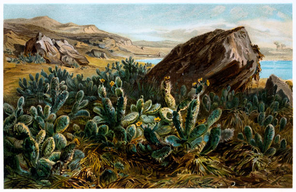 ilustrações de stock, clip art, desenhos animados e ícones de prickly pear cactus - opuntia on anahuac plateau, mexico - flower desert single flower cactus