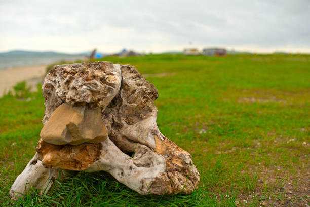 istock Old snag, lying on the grass by the sea. 846693806