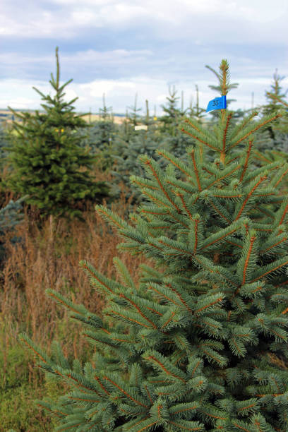 istock in a Christmas tree plantation 846693860