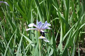 Pollination of iris flower by carperter bee