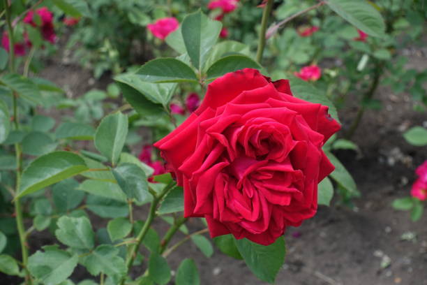 istock Crimson red double flower of garden rose 846696876