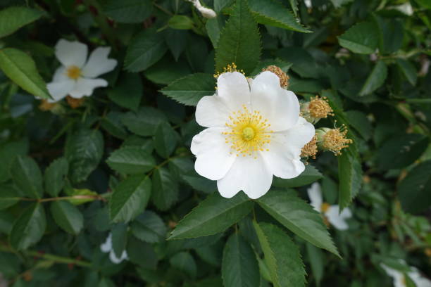 istock Five petaled pure white flower of rose 846697020