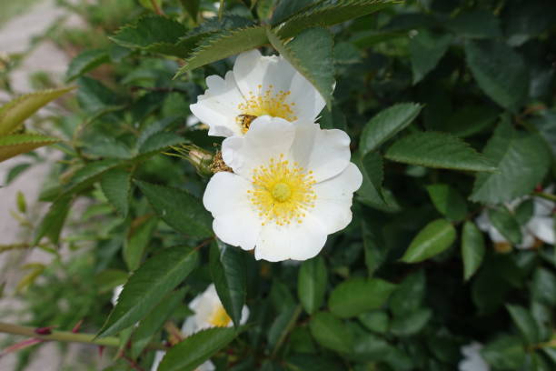 istock Simple white flowers of rose in june 846697044