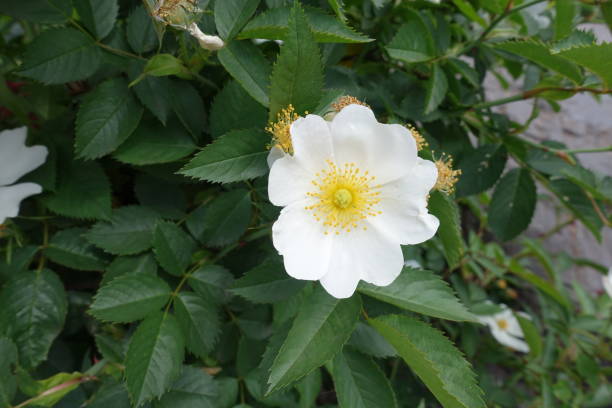 istock Single five petaled white flower of rose 846697082