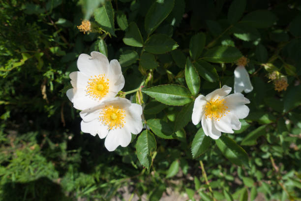 istock Three single pure white flowers of rose 846697084