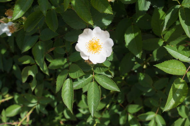 istock One simple pure white flower of rose 846697118