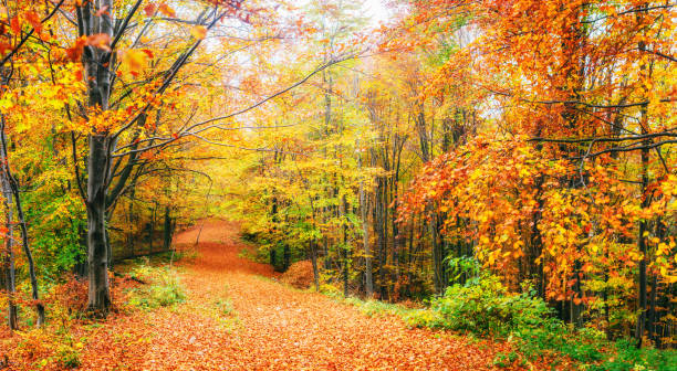 belle vue sur la forêt par une journée ensoleillée. paysage d’automne. carpates. ukraine - grass area hill nature hiking photos et images de collection