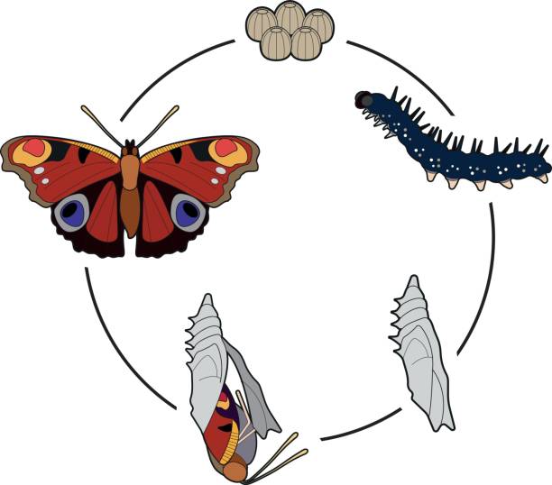 Life Cycle of a Butterfly From egg to butterfly peacock butterfly stock illustrations