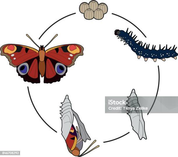Life Cycle Of A Butterfly Stock Illustration - Download Image Now - Butterfly - Insect, Life Cycle, Development