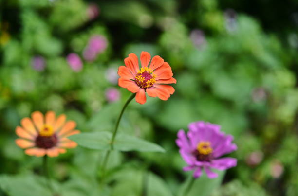 istock Tropical flowers and plants 846708436