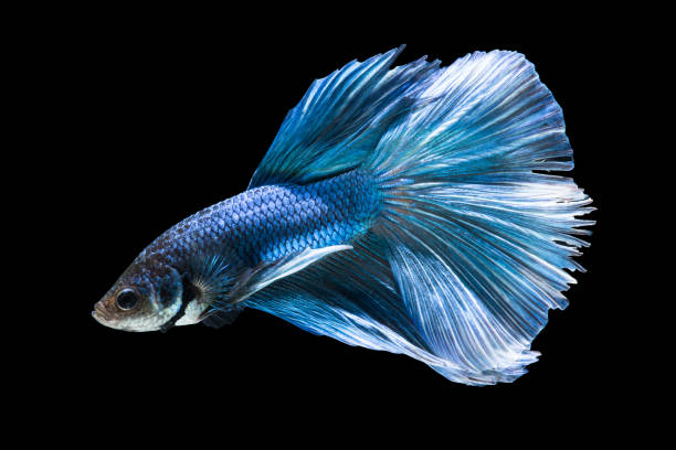 istock Side view of Blue betta fish. Isolated on black background. 846715500