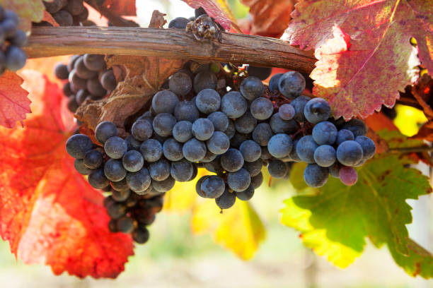 istock Ripe Grapes in Vineyard 846724020
